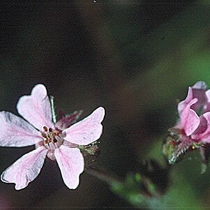 Horkelia daucifolia unspecified picture