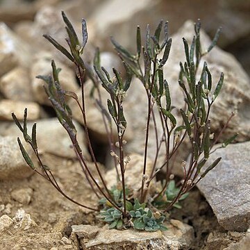 Draba lonchocarpa unspecified picture