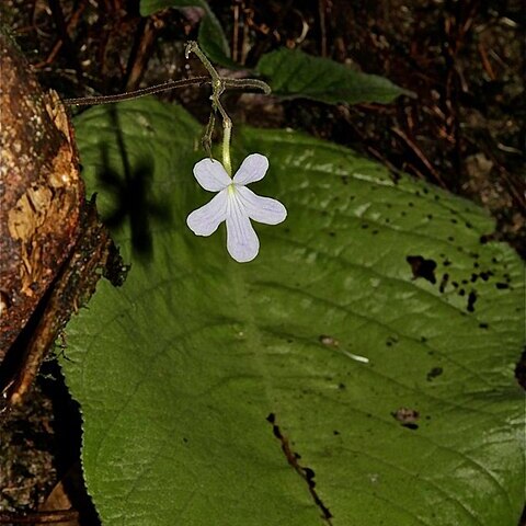 Streptocarpus pentherianus unspecified picture