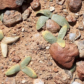 Brunsvigia namaquana unspecified picture