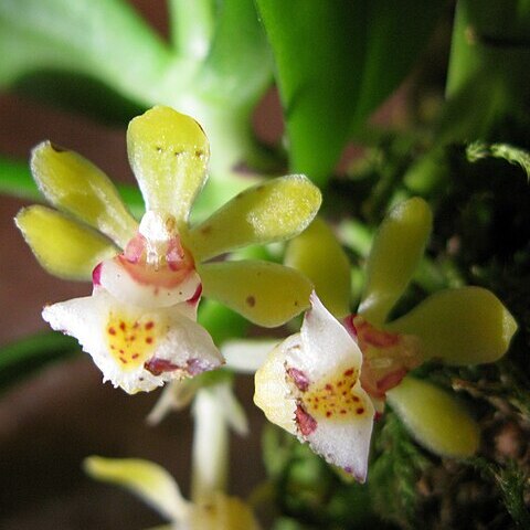 Gastrochilus somai unspecified picture