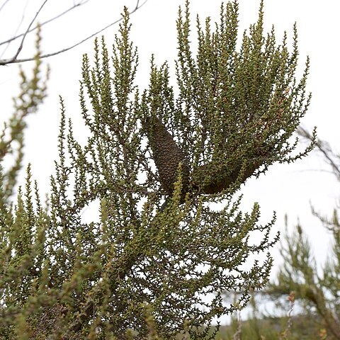 Cliffortia dichotoma unspecified picture