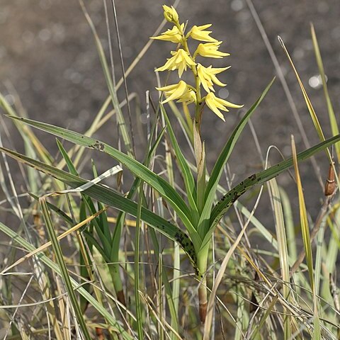 Polystachya microbambusa unspecified picture