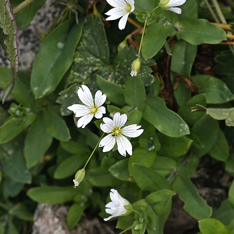 Cerastium davuricum unspecified picture