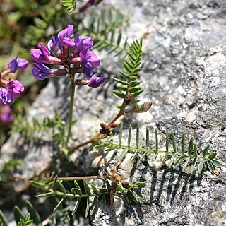 Oxytropis glabra unspecified picture