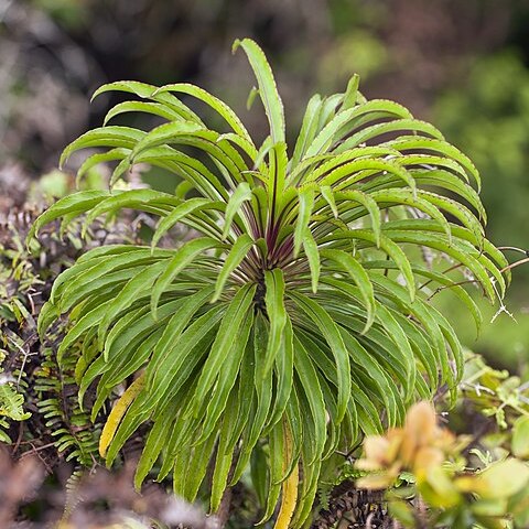 Trematolobelia macrostachys unspecified picture