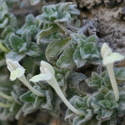 Scutellaria orbicularis unspecified picture