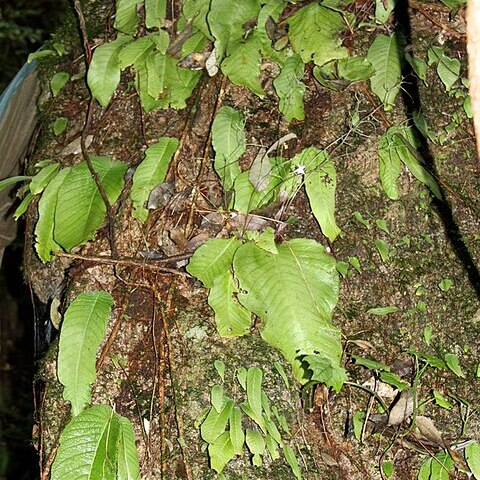 Streptocarpus pentherianus unspecified picture