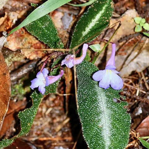 Codonoboea curtisii unspecified picture