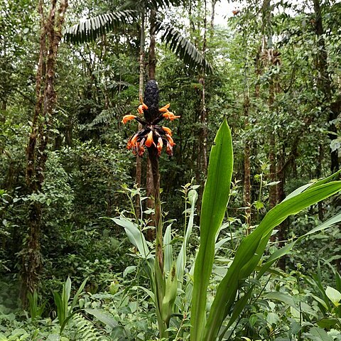 Pitcairnia bakeri unspecified picture