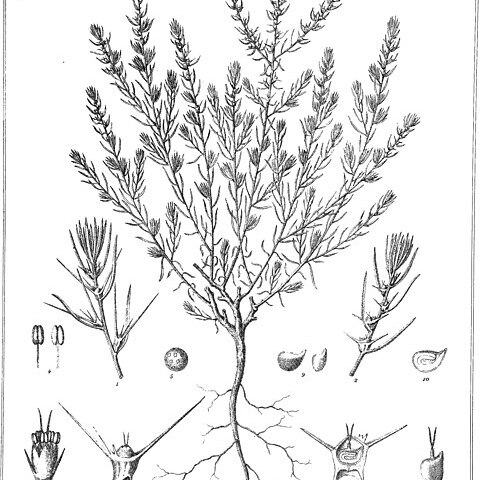 Sclerolaena glabra unspecified picture