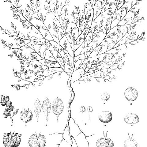 Chenopodium desertorum unspecified picture