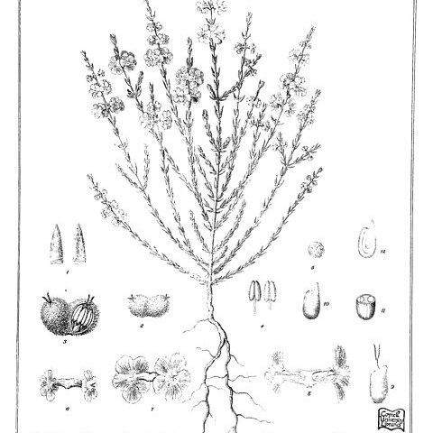 Didymanthus roei unspecified picture