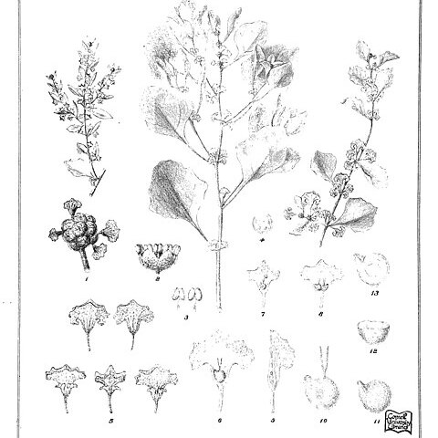 Atriplex angulata unspecified picture