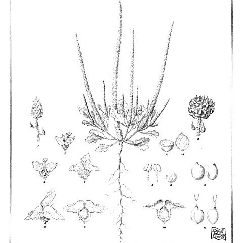 Dysphania simulans unspecified picture