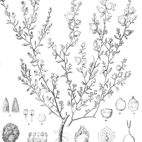 Atriplex hymenotheca unspecified picture