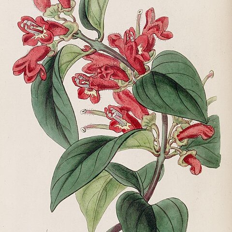 Aeschynanthus miniatus unspecified picture