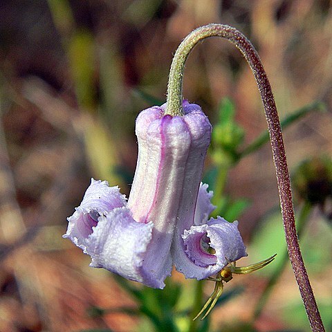 Clematis baldwinii unspecified picture