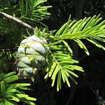 Pseudotsuga sinensis unspecified picture