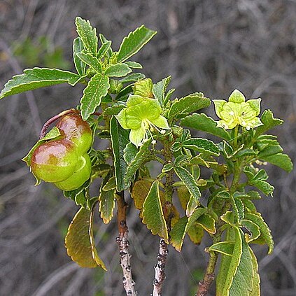 Llagunoa glandulosa unspecified picture