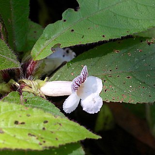 Nautilocalyx ecuadoranus unspecified picture