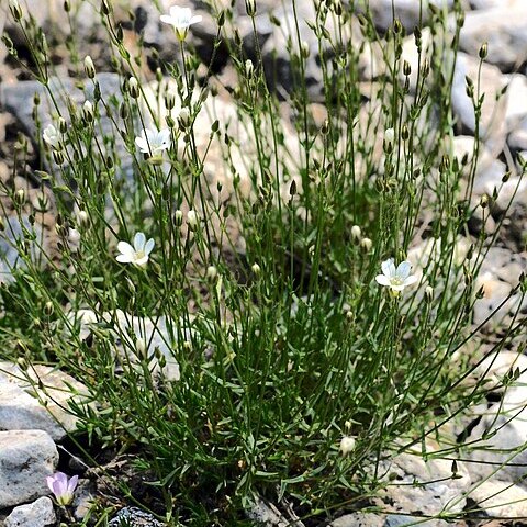 Minuartia kryloviana unspecified picture