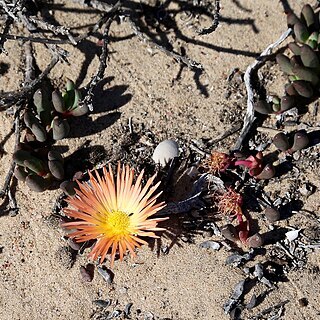 Cephalophyllum inaequale unspecified picture