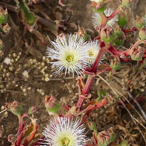 Mesembryanthemum guerichianum unspecified picture