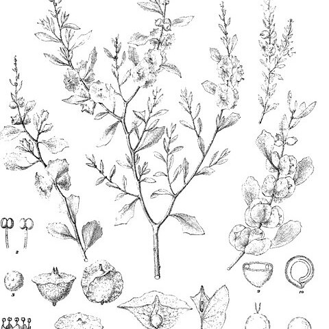 Atriplex lindleyi unspecified picture