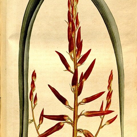 Pitcairnia integrifolia unspecified picture