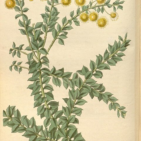 Acacia undulifolia unspecified picture