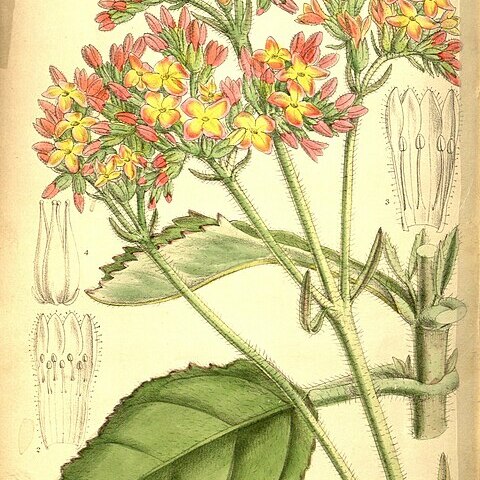 Kalanchoe velutina unspecified picture