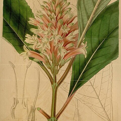 Phlogacanthus curviflorus unspecified picture