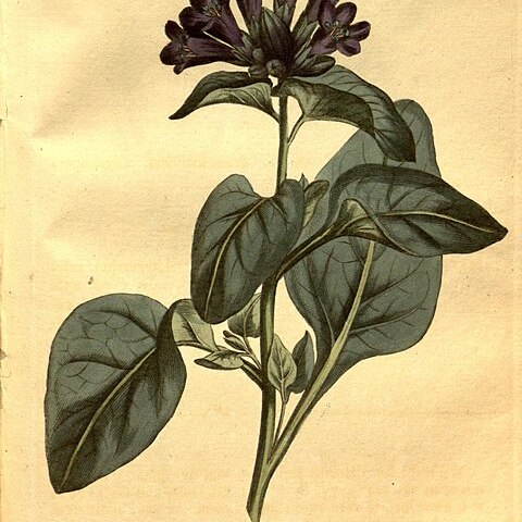 Physochlaina physaloides unspecified picture