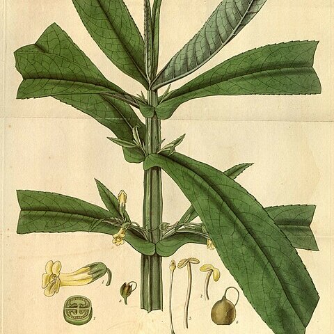 Leucocarpus unspecified picture