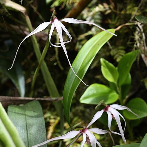 Maxillaria ecuadorensis unspecified picture