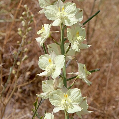 Delphinium semibarbatum unspecified picture