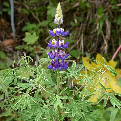 Lupinus ramosissimus unspecified picture