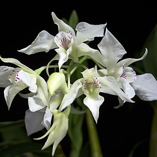 Dendrobium johnsoniae unspecified picture