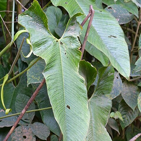 Anthurium argyrostachyum unspecified picture