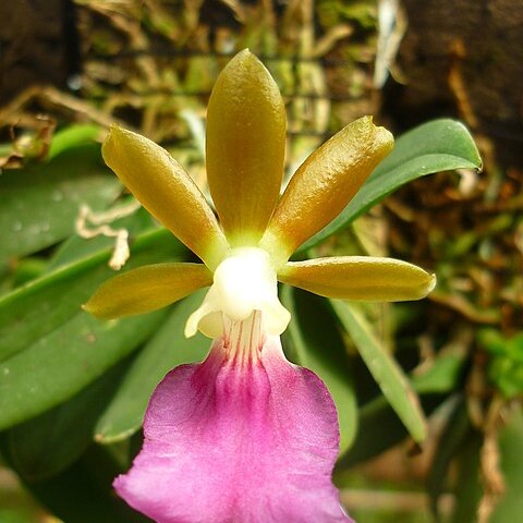 Trichocentrum albococcineum unspecified picture