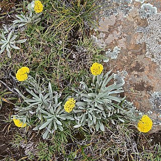 Helichrysum subglomeratum unspecified picture