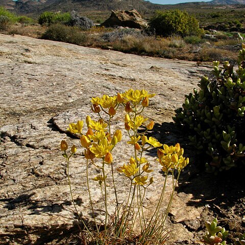 Ornithogalum multifolium unspecified picture