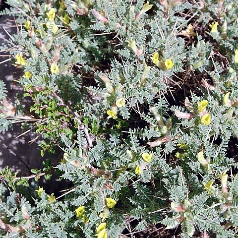 Astragalus lasiosemius unspecified picture