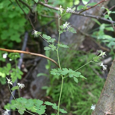 Thalictrum sparsiflorum unspecified picture