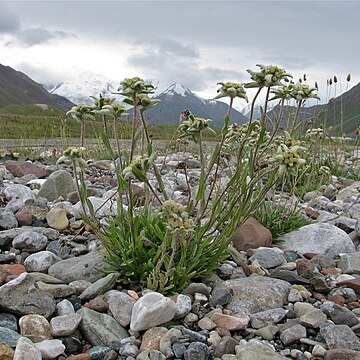 Leontopodium ochroleucum unspecified picture