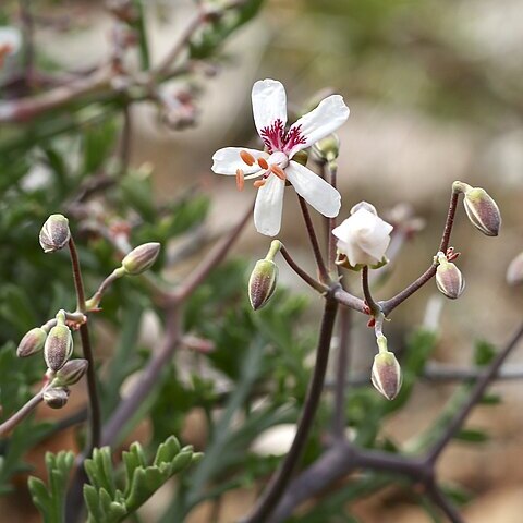 Pelargonium crithmifolium unspecified picture