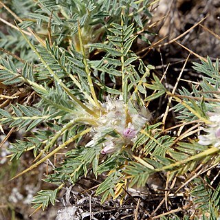 Astragalus leiosemius unspecified picture