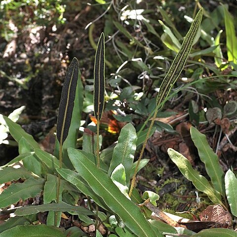 Elaphoglossum potosianum unspecified picture