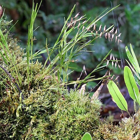 Elleanthus fractiflexus unspecified picture